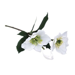 Christrose m. 2 Blüten&1 Knospe