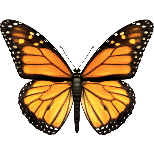 Bügelbild Schmetterling gestickt für Schultüten