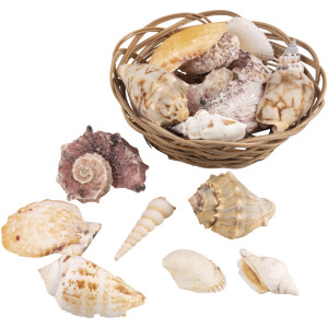 Deko Muscheln im Korb, 10,5cm ø, sortiert, 1Set
