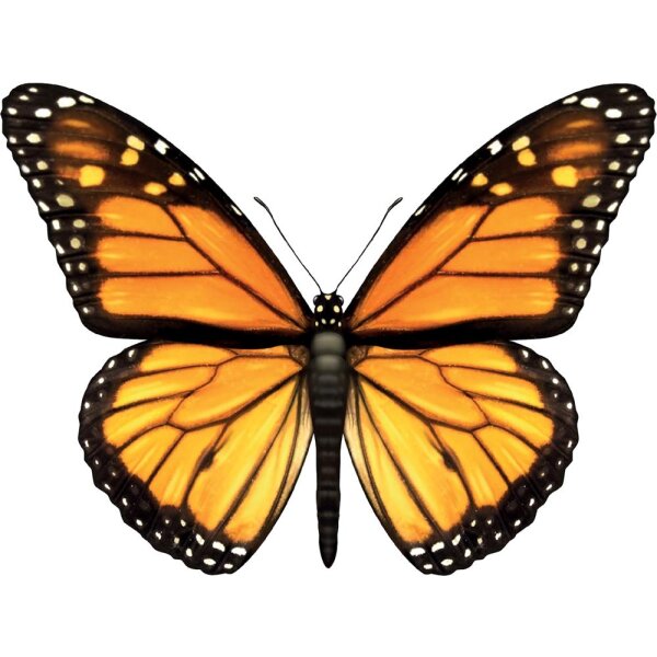 Schmetterling