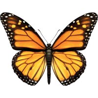 Schmetterling